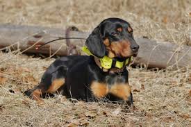 Image result for slovenský kopov