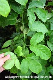 Green passion fruit won't ripen fully off the vine, but ripe fruits will develop deeper, sweeter flavor if left uneaten for. Passiflora Edulis Purple Fruit