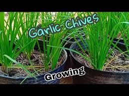 The reason is that the chives plant will take two years to grow from seeds. How To Grow Chives