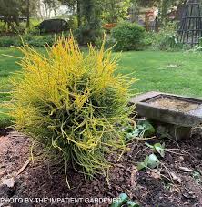 Image result for Vismia orientalis