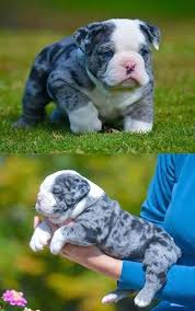 Puppyfinder.com is your source for finding an ideal english bulldog puppy for sale in usa. Purchase Merle English Bulldog For Sale Near Me Up To 66 Off
