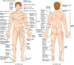The four quadrants of the human abdomen: Mapping The Body Boundless Anatomy And Physiology