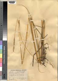 Image result for Sehima