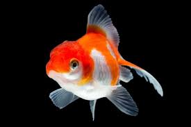 Maybe you would like to learn more about one of these? The Fantail Goldfish A Fantastic Fancy Fish For Cold Water Aquariums Fishkeeping World