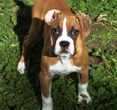 Report fraud, suspicious activity and phishing. Norcal Boxer Rescue California Boxer Rescue Boxer Dogs Boxer
