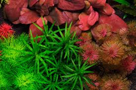 Image result for Wahlenbergia madagascariensis