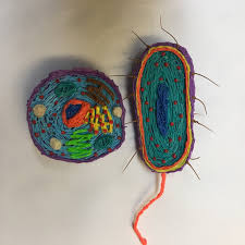 If you need professional help with completing any kind of homework, solution essays is the right place to get it. The Basic Unit Of Life Prokaryotic And Eukaryotic Cells Stem 3doodler