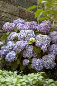 Maybe you would like to learn more about one of these? A Variety Of Flowering Plants Thrive In The Shade Garden