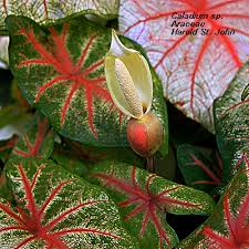 Image result for Araceae