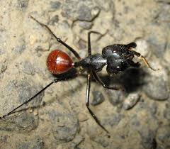 The Giant Forest Ant Camponotus Gigas Is The Largest Ant Species In Existence And Are Native To Southeast Asian Forests This Soldie Insetos Formiga Cnidaria