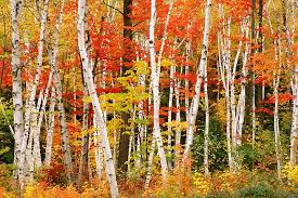 Birch Trees In Fall Paintings Anyone Know Of A Large Grove Of White Birch Trees Birch Tree Art White Birch Trees Forest Photos