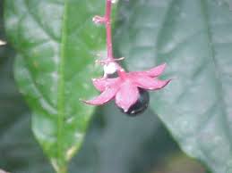 Image result for Clerodendrum abilioi