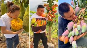 Pick nectarines, peaches, plums, and apricots all from the same tree. How To Chop Fruits On The Tree Amazing Fruits Cutting Skills Youtube