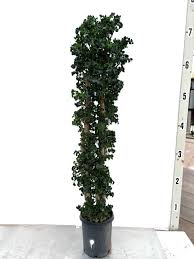 Image result for Polyscias guilfoylei