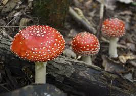 We did not find results for: 5 Common Mushrooms Poisonous To Dogs And Other Pets Slideshow