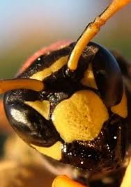 Black And Orange Bug That Looks Like A Wasp How To Spot An Angry Wasp Scientists Recommend Looking It In The Face Wasp Insect Art Face