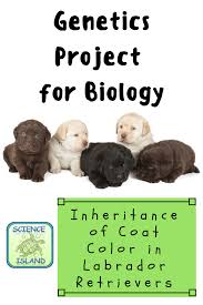 Genetics Project The Inheritance Of Coat Color In Labrador Retrievers Teaching Biology Biology Classroom Genetics