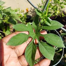 Image result for Ipomoea pes-tigridis