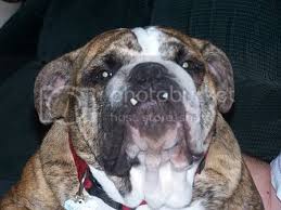 Extinct thousands of years ago. Can English Bulldogs Breed With Other Breeds