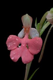 Image result for Habenaria myodes