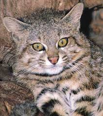 In some areas in argentina, the species is found at even lower altitudes. 15 Pampas Cat Colocolo Ideas Wild Cats Small Wild Cats Cats