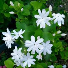 Bunga melati putih harum semerbak. Bibit Bunga Melati Raja Melati Putih King Jasmine Shopee Indonesia