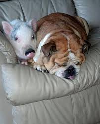 Http Www Freekibble Com Unlikely Friendships 18 9 Funny Animal Pictures Funny Animals Pet Pigs