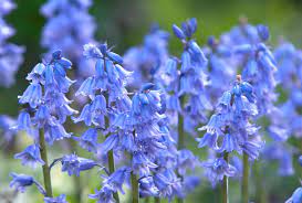 Check spelling or type a new query. How To Grow And Care For Spanish Bluebells