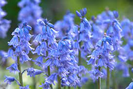 How To Grow And Care For Spanish Bluebells