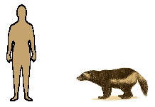 Maybe you would like to learn more about one of these? Which Animal Would Win In A Battle Between A Wolverine And A Honey Badger Quora
