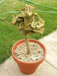 Pin On Succulants