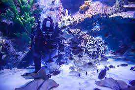 Fish Feeding Antalya Aquarium Tunnel Aquarium Biggest Aquarium