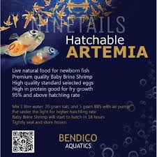 Remove the floating egg shells, and refrigerate the bbs. Hatchable Artemia Bbs Baby Brine Shrimp Eggs Fry Food Makanan Anak Ikan Betta Food Guppy Food Baby Fish Food Shopee Malaysia