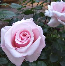 What are good last names for your characters? Roses Named After Famous People Famous Roses