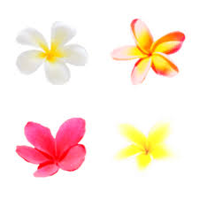 What is the hawaiian flower name? Hawaiian Flower Plumeria Emoji Line Emoji Line Store