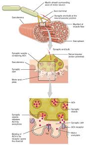 Skeletal Muscle Anatomy And Physiology