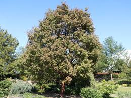 69 likes · 13 talking about this. Zimtahorn Acer Griseum Baumschule Horstmann In 2021 Pflanzen Baumschule Horstmann Vorgarten