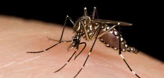 Autobanden zijn dan een uitstekend alternatief voor holtes in bomen. Zikavirus Zwanger Of Een Kinderwens Wat Te Doen Gezin Op Reis