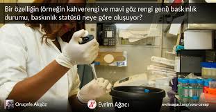 Bir Ozelligin Ornegin Kahverengi Ve Mavi Goz Rengi Geni Baskinlik Durumu Baskinlik Statusu Neye Gore Olusuyor Soru Cevap Evrim Agaci