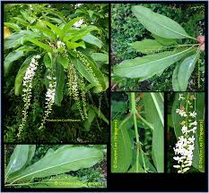 Image result for Citharexylum