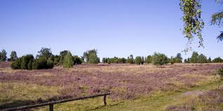 Doch wann genau die calluna vulgaris bzw. Wann Bluht Die Heide Interhorse De