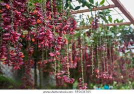 Image result for Thunbergia mysorensis