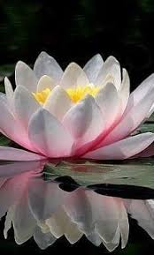 Maybe you would like to learn more about one of these? Tuliskan Fungsi Penyesuaian Diri Tumbuhan Berikut Yang Meliputi Bentuk Akar Batang Dan Brainly Co Id