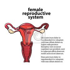 Check spelling or type a new query. El Sistema Reproductor Femenino Vector Circuito Dibujo Dibujado Fotomural Fotomurales Menstrual Foliculo Examenes Medicos Myloview Es