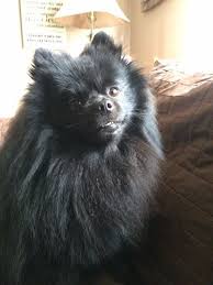 Black American Eskimo Dog Price Pin By Yaknnyl Regnaz On Pomeranian Pomimo Dogs A Mix Of American Eskimo And Pomeranian Black Pomeranian American Eskimo Dog I Love Dogs