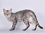 Egyptian Mau Cat Breed Information, Pictures ...