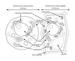La Cellule Vegetale Et La Cellule Animale Peuvent Etre 1ere Svt Enseignement Scientifique Qcm N 1040