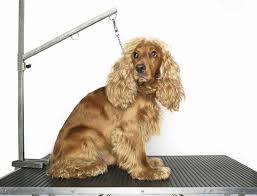 The Best Dog Grooming Tables Dog Grooming Diy Diy Dog Stuff Dog Grooming