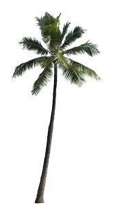 Palm 1 By Owhl Stock Deviantart Com On Deviantart Tree Photoshop California Palm Trees Palm Tree Png