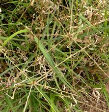 Image result for Enteropogon